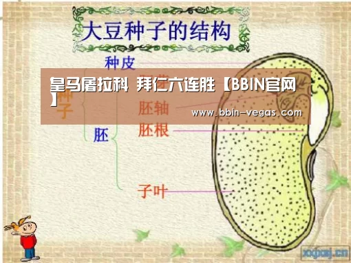 皇马屠拉科 拜仁六连胜【BBIN官网】(图2) BBIN入口